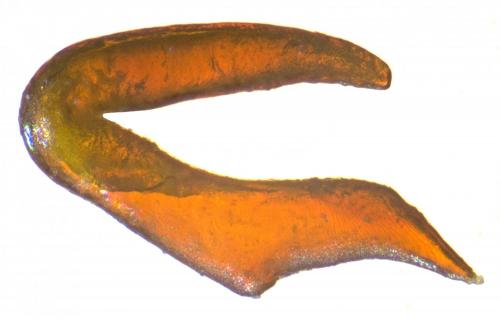 Réf. 241 985 : Otiorhynchus ghilianii